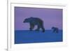 Polar Bear (Ursus Maritimus) and Cub, Wapusk National Park, Churchill, Hudson Bay, Manitoba, Canada-David Jenkins-Framed Photographic Print