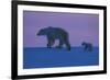 Polar Bear (Ursus Maritimus) and Cub, Wapusk National Park, Churchill, Hudson Bay, Manitoba, Canada-David Jenkins-Framed Photographic Print