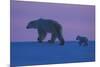 Polar Bear (Ursus Maritimus) and Cub, Wapusk National Park, Churchill, Hudson Bay, Manitoba, Canada-David Jenkins-Mounted Photographic Print