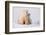 Polar Bear (Ursus Maritimus) and Cub, Wapusk National Park, Churchill, Hudson Bay, Manitoba, Canada-David Jenkins-Framed Photographic Print