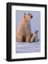 Polar Bear (Ursus Maritimus) and Cub, Wapusk National Park, Churchill, Hudson Bay, Manitoba, Canada-David Jenkins-Framed Premium Photographic Print