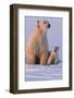 Polar Bear (Ursus Maritimus) and Cub, Wapusk National Park, Churchill, Hudson Bay, Manitoba, Canada-David Jenkins-Framed Photographic Print