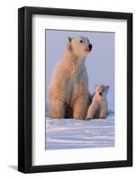 Polar Bear (Ursus Maritimus) and Cub, Wapusk National Park, Churchill, Hudson Bay, Manitoba, Canada-David Jenkins-Framed Photographic Print