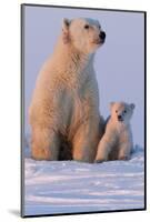 Polar Bear (Ursus Maritimus) and Cub, Wapusk National Park, Churchill, Hudson Bay, Manitoba, Canada-David Jenkins-Mounted Photographic Print