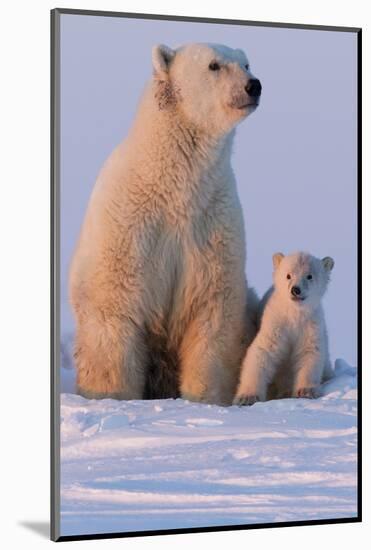 Polar Bear (Ursus Maritimus) and Cub, Wapusk National Park, Churchill, Hudson Bay, Manitoba, Canada-David Jenkins-Mounted Photographic Print