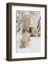 Polar Bear (Ursus Maritimus) and Cub, Wapusk National Park, Churchill, Hudson Bay, Manitoba, Canada-David Jenkins-Framed Photographic Print