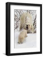 Polar Bear (Ursus Maritimus) and Cub, Wapusk National Park, Churchill, Hudson Bay, Manitoba, Canada-David Jenkins-Framed Photographic Print