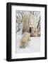 Polar Bear (Ursus Maritimus) and Cub, Wapusk National Park, Churchill, Hudson Bay, Manitoba, Canada-David Jenkins-Framed Photographic Print