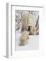 Polar Bear (Ursus Maritimus) and Cub, Wapusk National Park, Churchill, Hudson Bay, Manitoba, Canada-David Jenkins-Framed Photographic Print