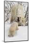 Polar Bear (Ursus Maritimus) and Cub, Wapusk National Park, Churchill, Hudson Bay, Manitoba, Canada-David Jenkins-Mounted Photographic Print