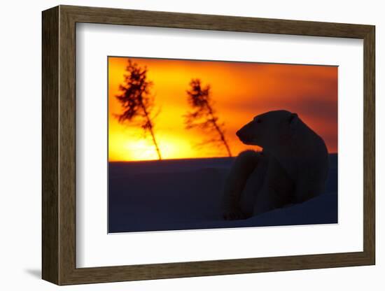 Polar Bear (Ursus Maritimus) and Cub, Wapusk National Park, Churchill, Hudson Bay, Manitoba, Canada-David Jenkins-Framed Photographic Print