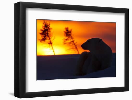 Polar Bear (Ursus Maritimus) and Cub, Wapusk National Park, Churchill, Hudson Bay, Manitoba, Canada-David Jenkins-Framed Photographic Print