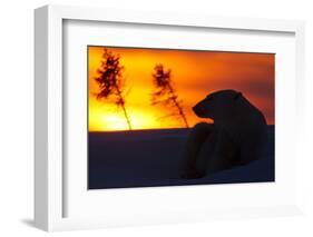 Polar Bear (Ursus Maritimus) and Cub, Wapusk National Park, Churchill, Hudson Bay, Manitoba, Canada-David Jenkins-Framed Photographic Print