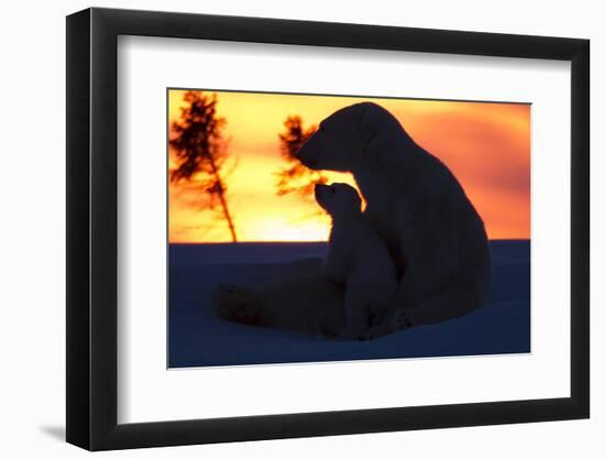 Polar Bear (Ursus Maritimus) and Cub, Wapusk National Park, Churchill, Hudson Bay, Manitoba, Canada-David Jenkins-Framed Premium Photographic Print