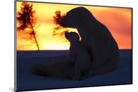 Polar Bear (Ursus Maritimus) and Cub, Wapusk National Park, Churchill, Hudson Bay, Manitoba, Canada-David Jenkins-Mounted Photographic Print