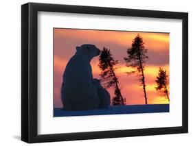 Polar Bear (Ursus Maritimus) and Cub, Wapusk National Park, Churchill, Hudson Bay, Manitoba, Canada-David Jenkins-Framed Premium Photographic Print