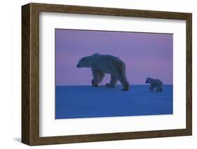 Polar Bear (Ursus Maritimus) and Cub, Wapusk National Park, Churchill, Hudson Bay, Manitoba, Canada-David Jenkins-Framed Photographic Print