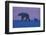 Polar Bear (Ursus Maritimus) and Cub, Wapusk National Park, Churchill, Hudson Bay, Manitoba, Canada-David Jenkins-Framed Photographic Print