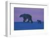 Polar Bear (Ursus Maritimus) and Cub, Wapusk National Park, Churchill, Hudson Bay, Manitoba, Canada-David Jenkins-Framed Photographic Print