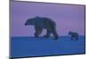 Polar Bear (Ursus Maritimus) and Cub, Wapusk National Park, Churchill, Hudson Bay, Manitoba, Canada-David Jenkins-Mounted Photographic Print