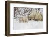 Polar Bear (Ursus Maritimus) and Cub, Wapusk National Park, Churchill, Hudson Bay, Manitoba, Canada-David Jenkins-Framed Photographic Print