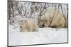 Polar Bear (Ursus Maritimus) and Cub, Wapusk National Park, Churchill, Hudson Bay, Manitoba, Canada-David Jenkins-Mounted Photographic Print