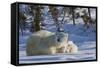 Polar Bear (Ursus Maritimus) and Cubs, Wapusk National Park, Churchill, Hudson Bay, Canada-David Jenkins-Framed Stretched Canvas