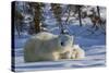 Polar Bear (Ursus Maritimus) and Cubs, Wapusk National Park, Churchill, Hudson Bay, Canada-David Jenkins-Stretched Canvas