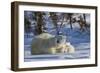 Polar Bear (Ursus Maritimus) and Cubs, Wapusk National Park, Churchill, Hudson Bay, Canada-David Jenkins-Framed Photographic Print