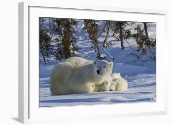 Polar Bear (Ursus Maritimus) and Cubs, Wapusk National Park, Churchill, Hudson Bay, Canada-David Jenkins-Framed Photographic Print