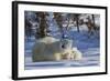 Polar Bear (Ursus Maritimus) and Cubs, Wapusk National Park, Churchill, Hudson Bay, Canada-David Jenkins-Framed Photographic Print