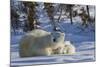 Polar Bear (Ursus Maritimus) and Cubs, Wapusk National Park, Churchill, Hudson Bay, Canada-David Jenkins-Mounted Photographic Print