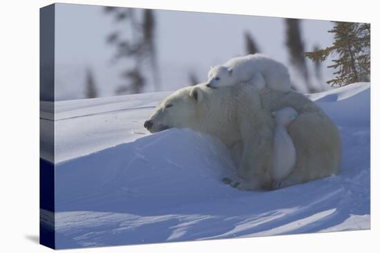 Polar Bear (Ursus Maritimus) and Cubs, Wapusk National Park, Churchill, Hudson Bay, Canada-David Jenkins-Stretched Canvas