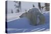 Polar Bear (Ursus Maritimus) and Cubs, Wapusk National Park, Churchill, Hudson Bay, Canada-David Jenkins-Stretched Canvas