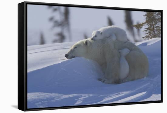 Polar Bear (Ursus Maritimus) and Cubs, Wapusk National Park, Churchill, Hudson Bay, Canada-David Jenkins-Framed Stretched Canvas