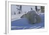 Polar Bear (Ursus Maritimus) and Cubs, Wapusk National Park, Churchill, Hudson Bay, Canada-David Jenkins-Framed Photographic Print