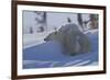 Polar Bear (Ursus Maritimus) and Cubs, Wapusk National Park, Churchill, Hudson Bay, Canada-David Jenkins-Framed Photographic Print