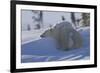 Polar Bear (Ursus Maritimus) and Cubs, Wapusk National Park, Churchill, Hudson Bay, Canada-David Jenkins-Framed Photographic Print