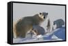 Polar Bear (Ursus Maritimus) and Cubs, Wapusk National Park, Churchill, Hudson Bay, Canada-David Jenkins-Framed Stretched Canvas