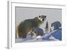 Polar Bear (Ursus Maritimus) and Cubs, Wapusk National Park, Churchill, Hudson Bay, Canada-David Jenkins-Framed Photographic Print