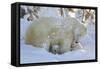 Polar Bear (Ursus Maritimus) and Cubs, Wapusk National Park, Churchill, Hudson Bay, Canada-David Jenkins-Framed Stretched Canvas