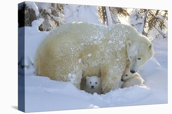 Polar Bear (Ursus Maritimus) and Cubs, Wapusk National Park, Churchill, Hudson Bay, Canada-David Jenkins-Stretched Canvas