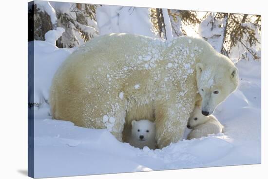 Polar Bear (Ursus Maritimus) and Cubs, Wapusk National Park, Churchill, Hudson Bay, Canada-David Jenkins-Stretched Canvas