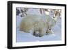 Polar Bear (Ursus Maritimus) and Cubs, Wapusk National Park, Churchill, Hudson Bay, Canada-David Jenkins-Framed Photographic Print