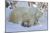 Polar Bear (Ursus Maritimus) and Cubs, Wapusk National Park, Churchill, Hudson Bay, Canada-David Jenkins-Mounted Photographic Print