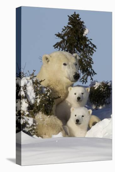 Polar Bear (Ursus Maritimus) and Cubs, Wapusk National Park, Churchill, Hudson Bay, Canada-David Jenkins-Stretched Canvas