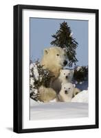 Polar Bear (Ursus Maritimus) and Cubs, Wapusk National Park, Churchill, Hudson Bay, Canada-David Jenkins-Framed Premium Photographic Print