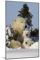 Polar Bear (Ursus Maritimus) and Cubs, Wapusk National Park, Churchill, Hudson Bay, Canada-David Jenkins-Mounted Photographic Print