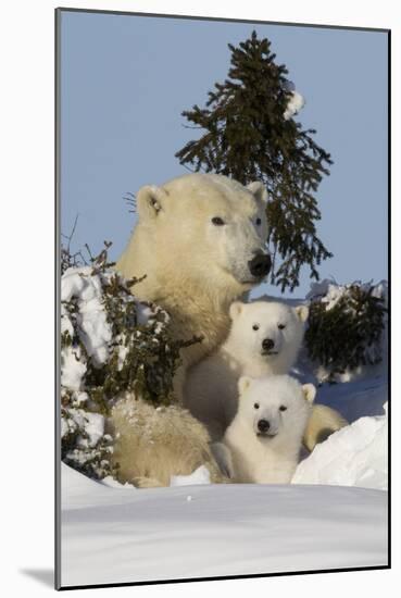 Polar Bear (Ursus Maritimus) and Cubs, Wapusk National Park, Churchill, Hudson Bay, Canada-David Jenkins-Mounted Photographic Print