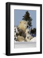 Polar Bear (Ursus Maritimus) and Cubs, Wapusk National Park, Churchill, Hudson Bay, Canada-David Jenkins-Framed Premium Photographic Print